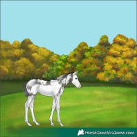 Horse Color:White Spotted Grullo Splash Frame Rabicano 