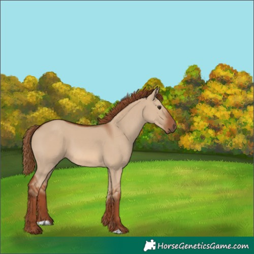 Horse Color:Red Dun