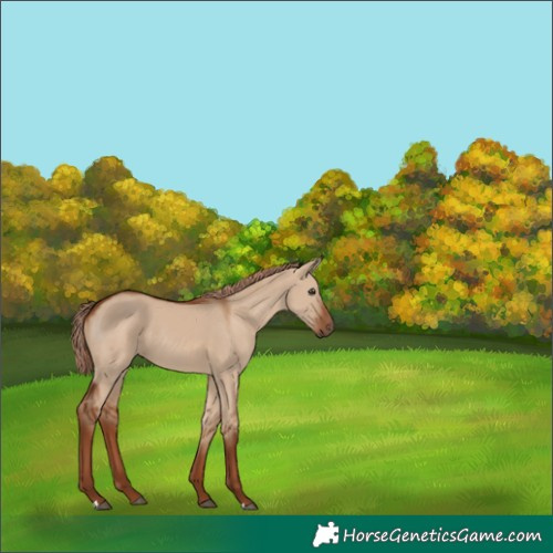Horse Color:Red Dun