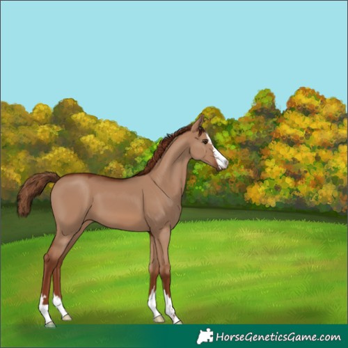 Horse Color:Red Dun
