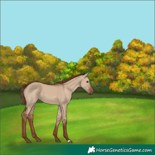 Horse Color:Red Dun