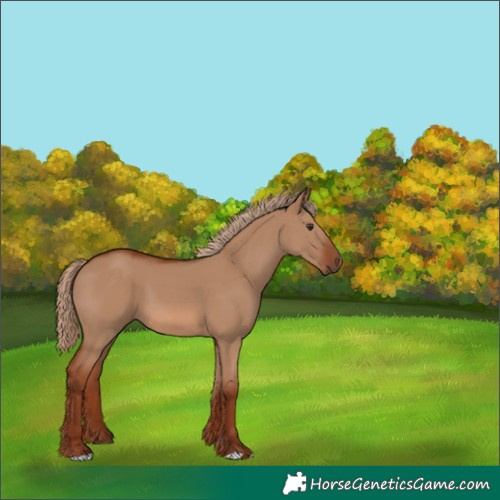 Horse Color:Red Dun