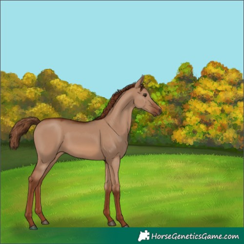 Horse Color:Red Dun
