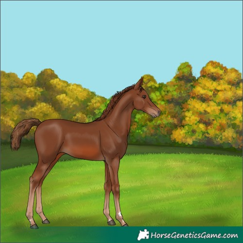 Horse Color:Chestnut 