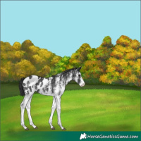 Horse Color:White Spotted Black Appaloosa 