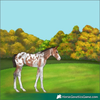 Horse Color:White Spotted Bay Appaloosa
