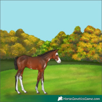 Horse Color:Bay Sabino 