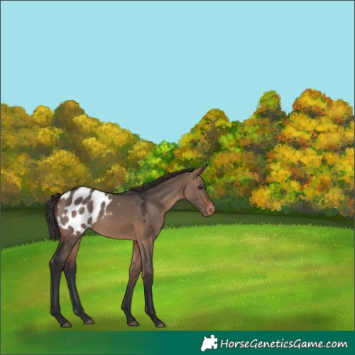 Horse Color:White Spotted Brown Dun Blanket Rabicano 