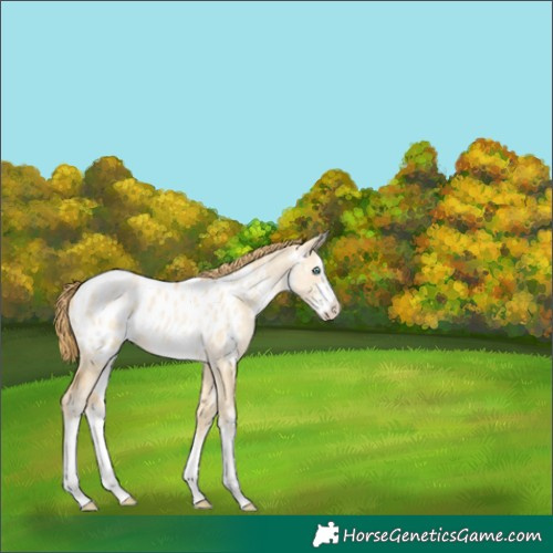 Horse Color:White Spotted Smoky Grullo Pearl Blanket Rabicano