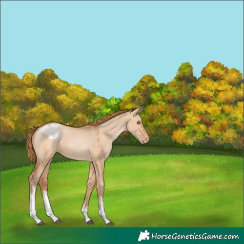 Horse Color:White Spotted Bay Pearl Dun Varnish Rabicano