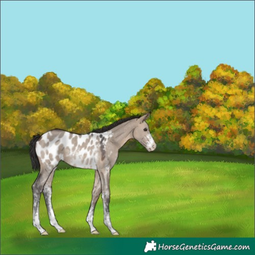 Horse Color:Brown Dun Sabino Appaloosa Rabicano 
