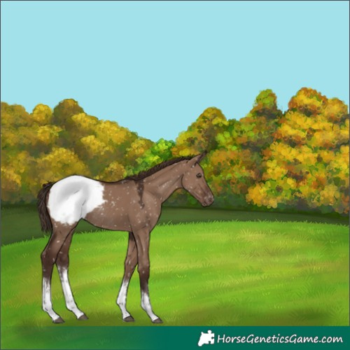 Horse Color:White Spotted Liver Red Dun Snowcap Rabicano