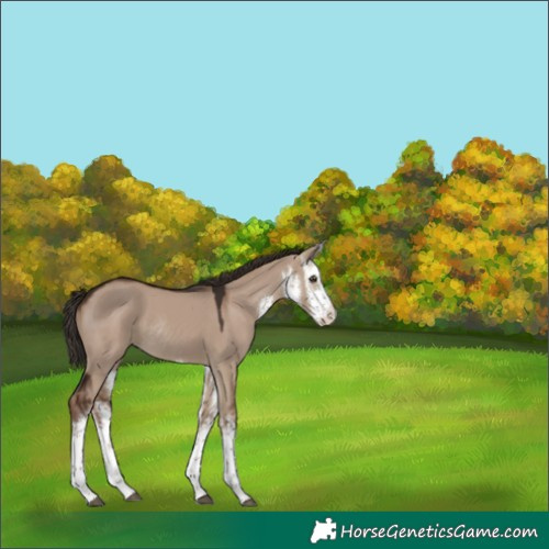Horse Color:White Spotted Liver Red Dun Varnish Rabicano