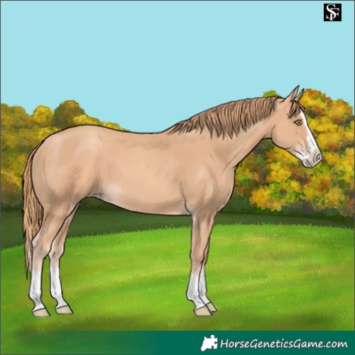 Horse Color:Gold Champagne Splash 