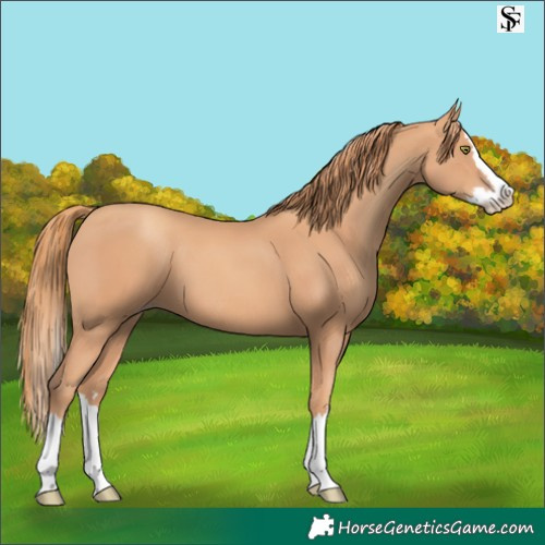 Horse Color:Gold Champagne Splash 