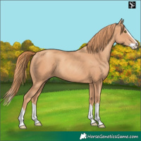 Horse Color:Gold Champagne Splash 