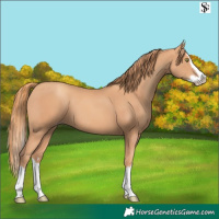 Horse Color:Gold Champagne Splash 