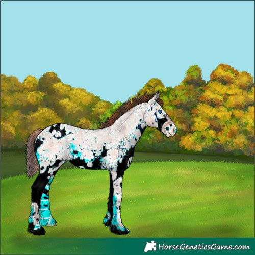 Horse Color:Plaid White Spotted Bay Ice Roan Onyx Splash Blanket Rabicano