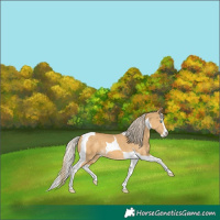 Horse Color:Palomino Dun Splash Tobiano 
