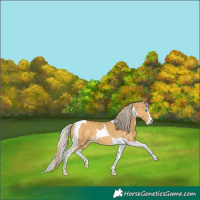 Horse Color:Palomino Dun Splash Tobiano 
