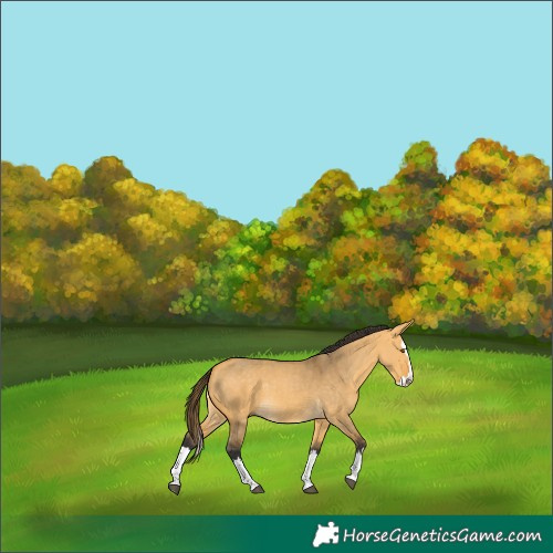 Horse Color:Buckskin Dun Splash 
