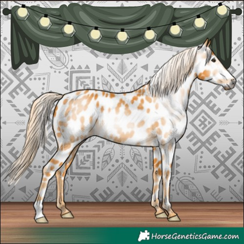 Horse Color:Gray Palomino Appaloosa 