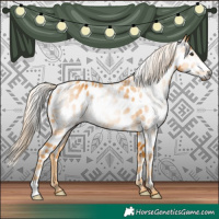 Horse Color:Gray Palomino Appaloosa 