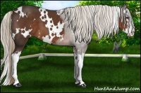 Horse Color:White Spotted Liver Chestnut Sabino Splash 