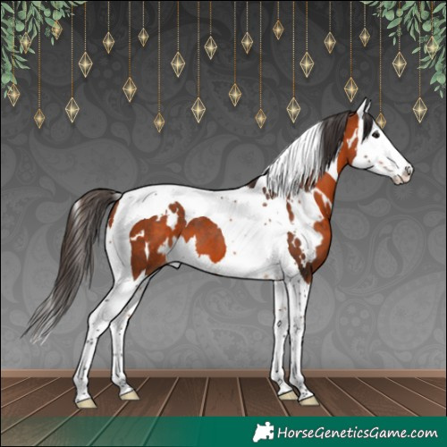 Horse Color:White Spotted Bay Splash Tobiano 