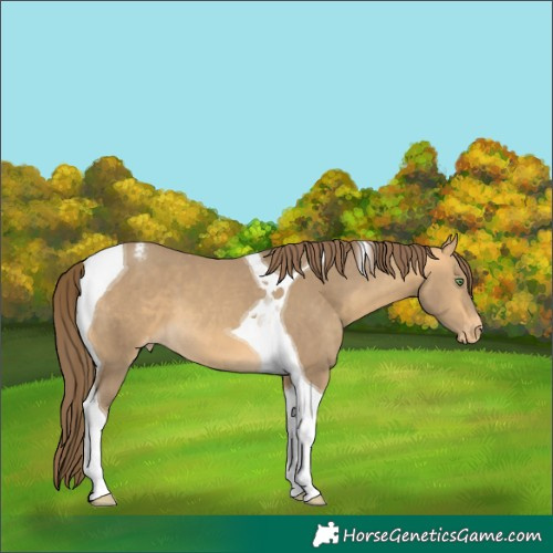 Horse Color:Sable Cream Champagne Tobiano Appaloosa 