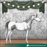 Horse Color:Gray Buckskin Splash Tobiano