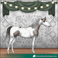 Horse Color:Gray Buckskin Splash Tobiano