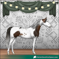 Horse Color:Gray Buckskin Splash Tobiano 