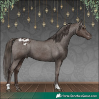 Horse Color:Liver Chestnut Appaloosa