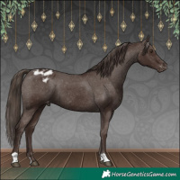 Horse Color:Liver Chestnut Appaloosa