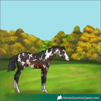 Horse Color:White Spotted Brown Sabino