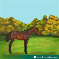 Horse Color:Bay 