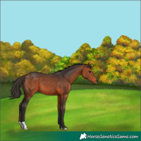 Horse Color:Bay 