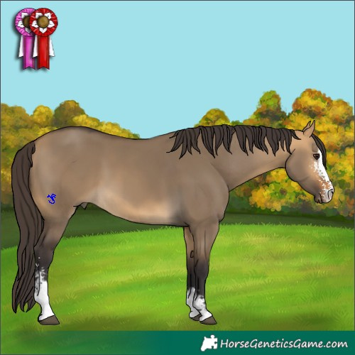 Horse Color:Buckskin Dun Sabino 