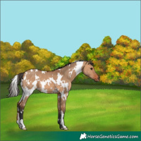 Horse Color:White Spotted Bay Dun 