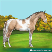 Horse Color:Chocolate Palomino Pearl Tobiano Frame 