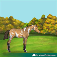 Horse Color:White Spotted Buckskin