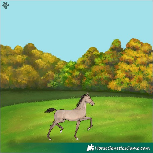 Horse Color:Sable Champagne Dun Rabicano 