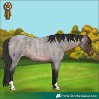 Horse Color:Brown Roan Varnish 