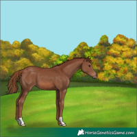 Horse Color:Chestnut 