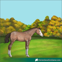 Horse Color:Sable Champagne Sabino Splash 