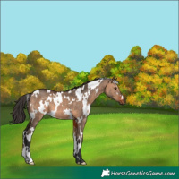 Horse Color:White Spotted Brown Dun 