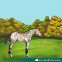 Horse Color:White Spotted Brown Dun