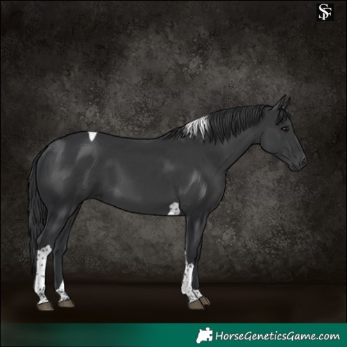 Horse Color:Black Tobiano 
