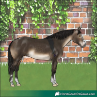 Horse Color:Gray Brown Dun Splash Tobiano Rabicano 